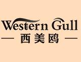 Western Gull/西美鸥