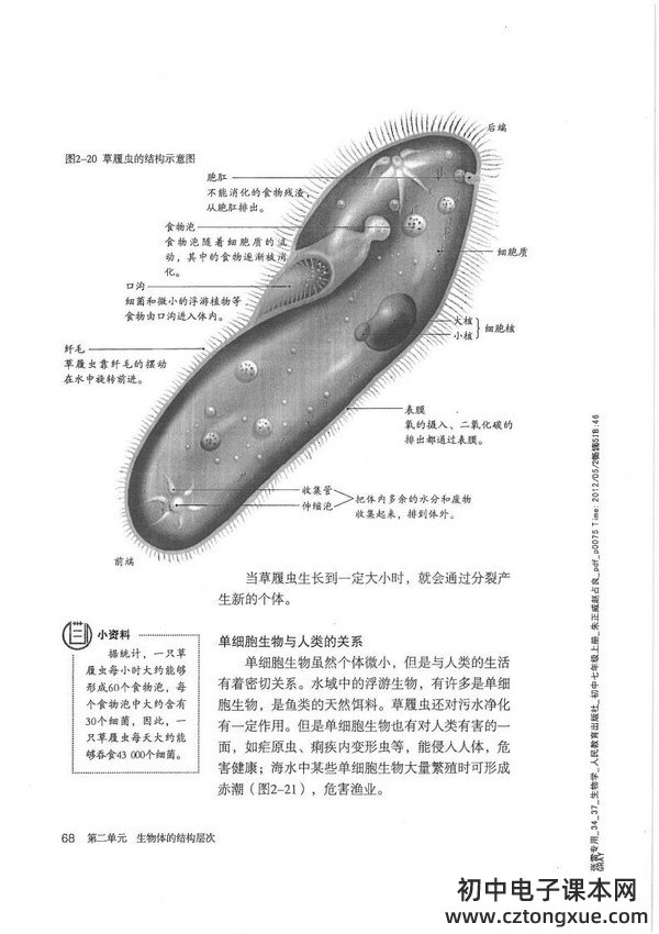 第四节 单细胞生物