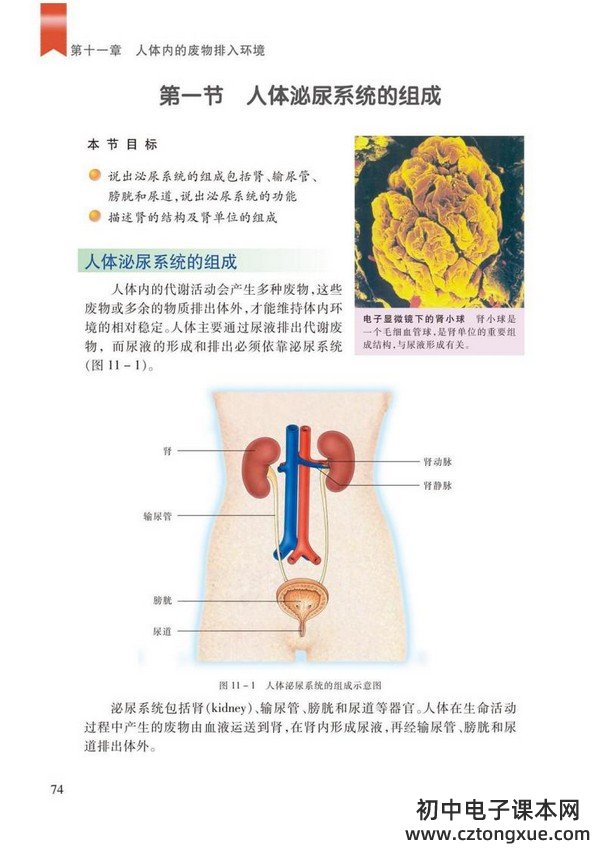 第一节 人体泌尿系统的组成